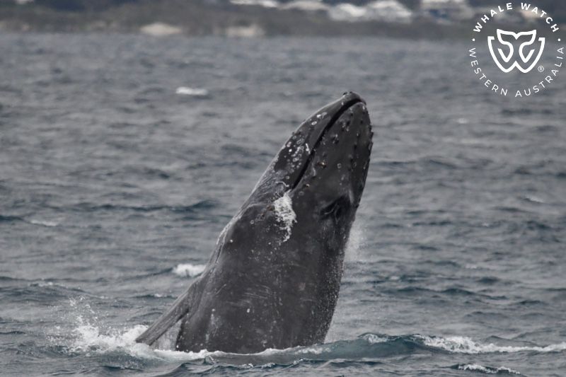 Whale Watch Western Australia