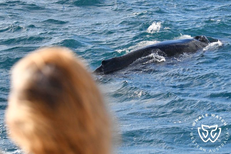 Whale Watch Western Australia