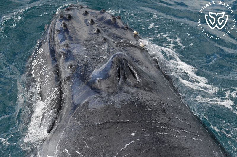 Whale Watch Western Australia