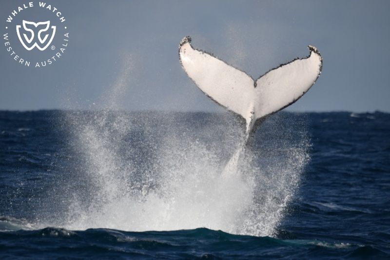 Whale Watch Western Australia