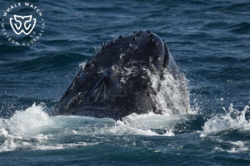Whale Watch Western Australia