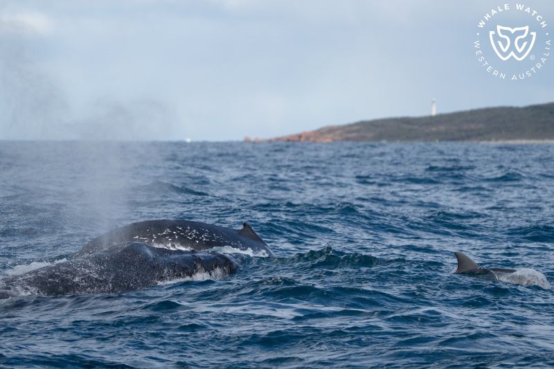 Whale Watch Western Australia