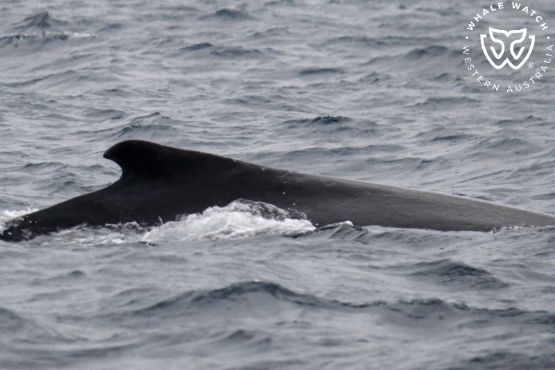 Whale Watch Western Australia