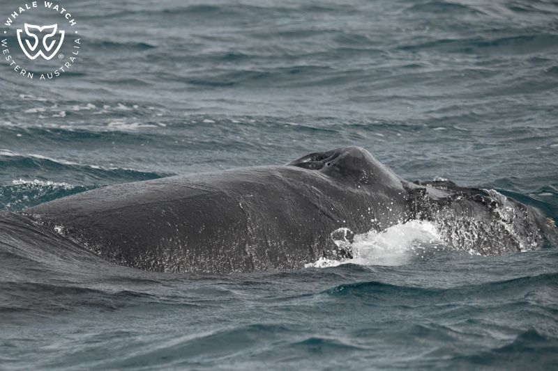 Whale Watch Western Australia
