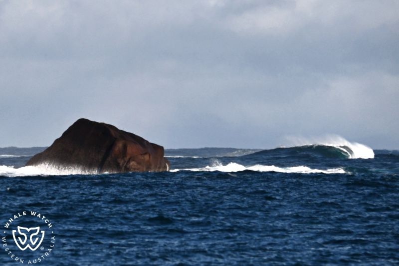 Whale Watch Western Australia