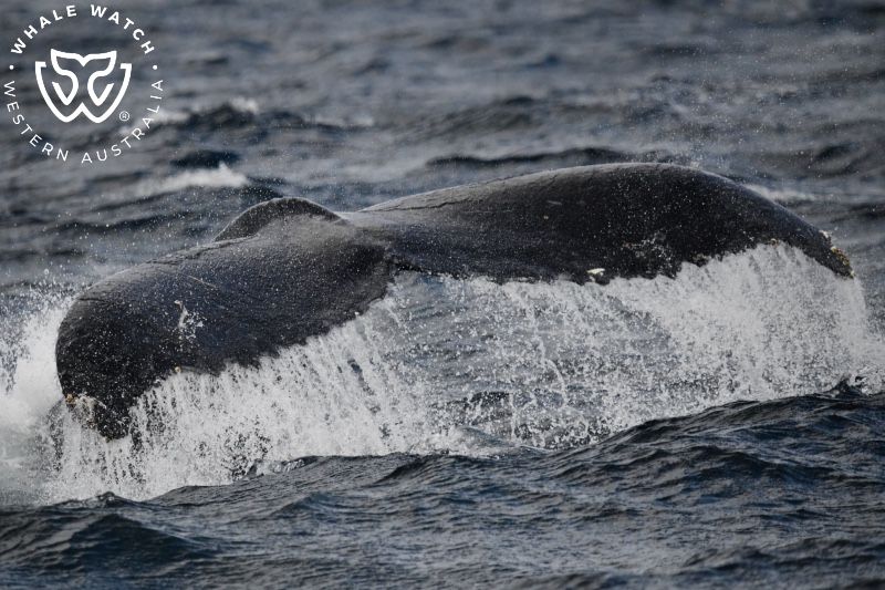 Whale Watch Western Australia