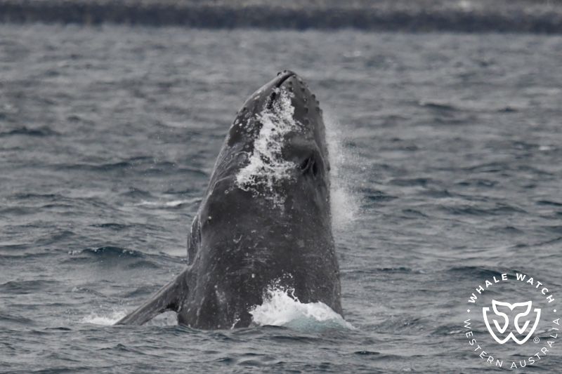 Whale Watch Western Australia