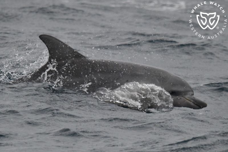 Whale Watch Western Australia