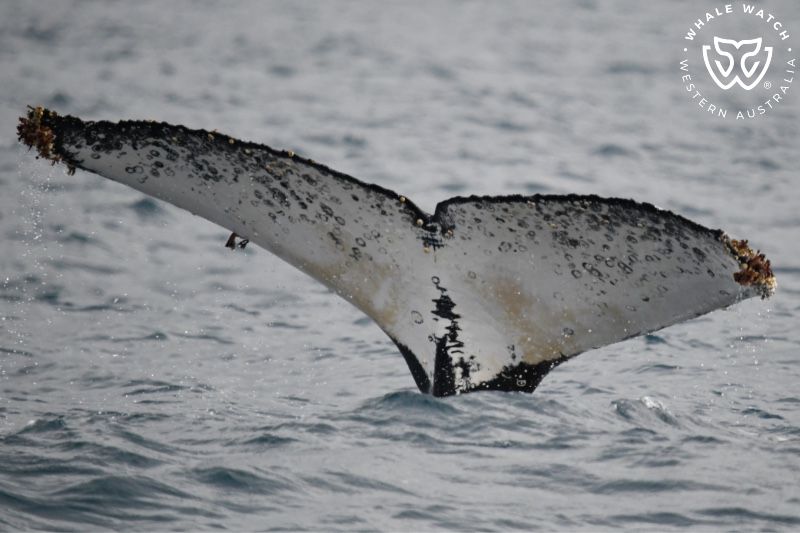 Whale Watch Western Australia