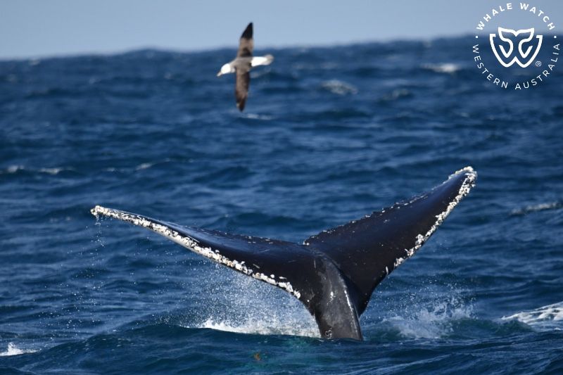 Whale Watch Western Australia