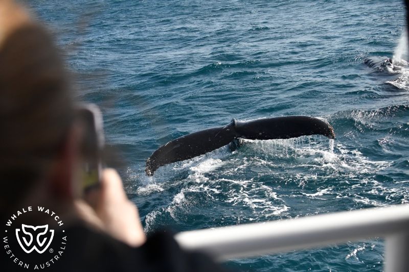 Whale Watch Western Australia