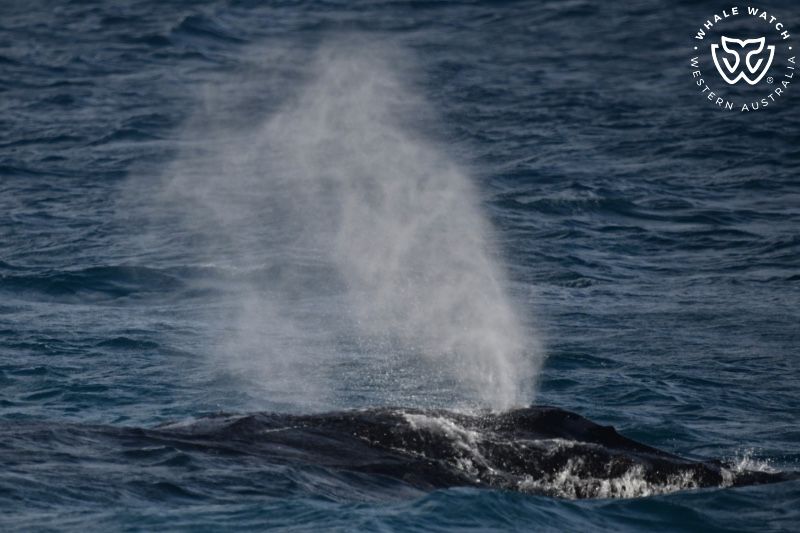 Whale Watch Western Australia