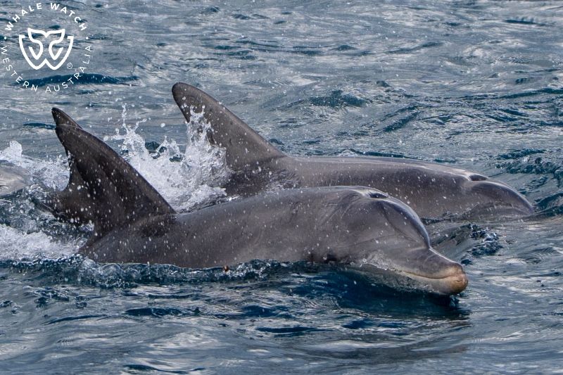 Whale Watch Western Australia