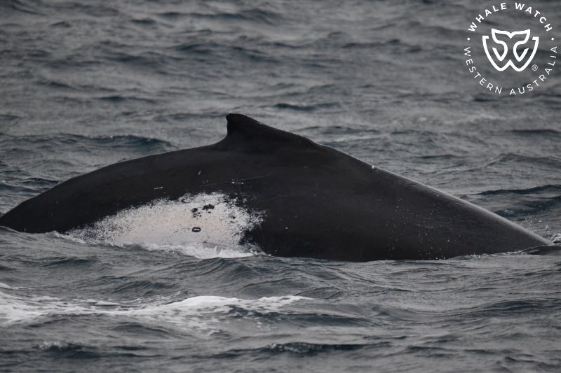 Whale Watch Western Australia