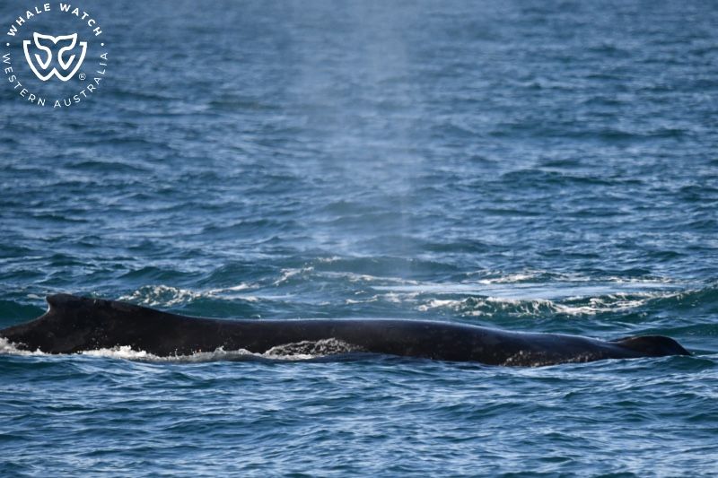 Whale Watch Western Australia