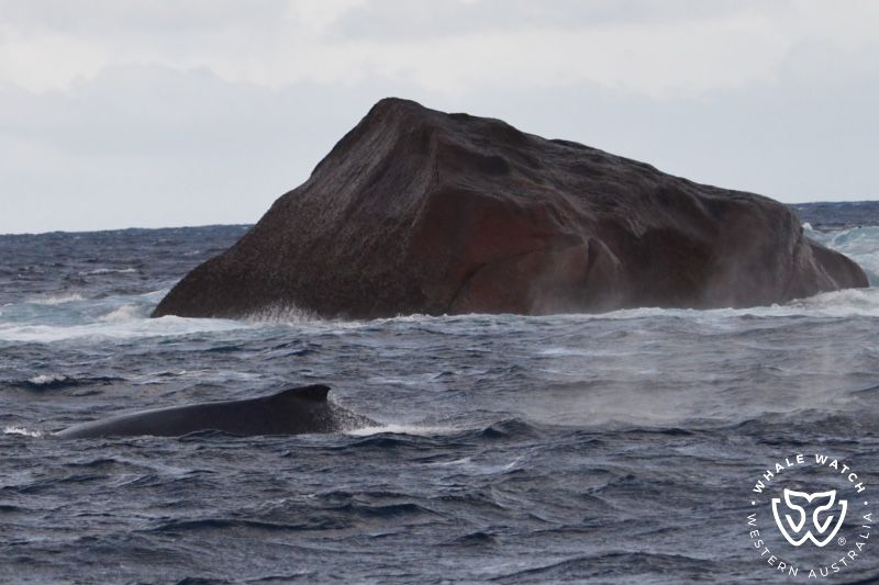 Whale Watch Western Australia