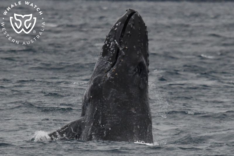Whale Watch Western Australia