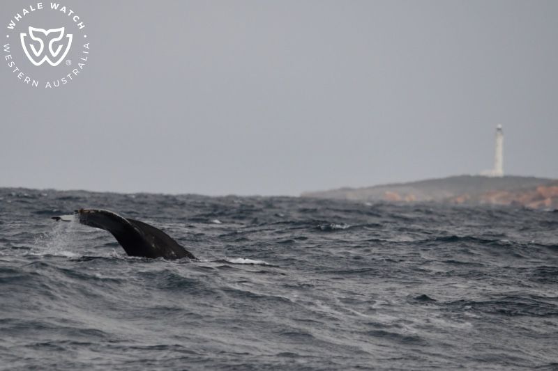 Whale Watch Western Australia