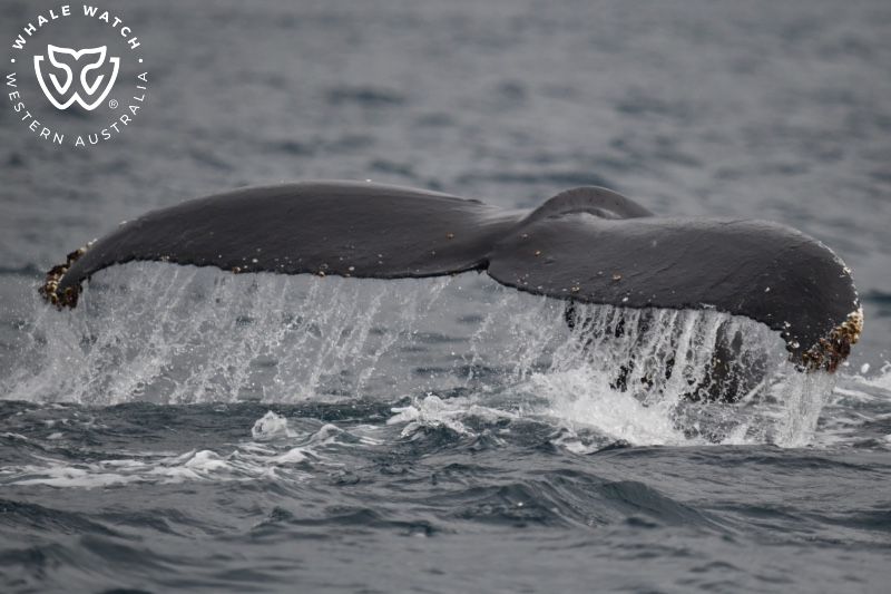 Whale Watch Western Australia