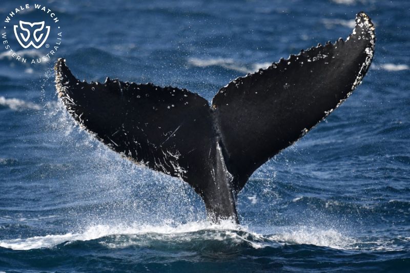 Whale Watch Western Australia