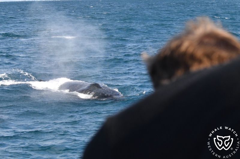 Whale Watch Western Australia