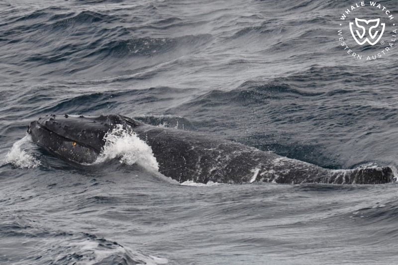 Whale Watch Western Australia