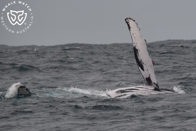 Whale Watch Western Australia
