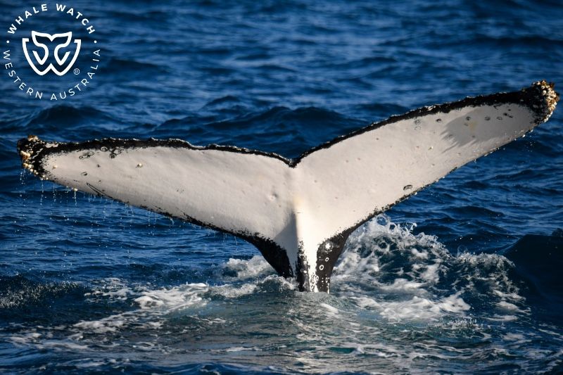 Whale Watch Western Australia