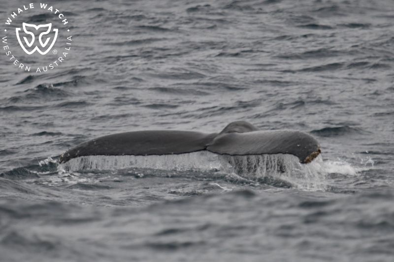 Whale Watch Western Australia