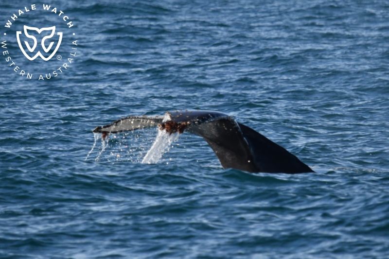 Whale Watch Western Australia