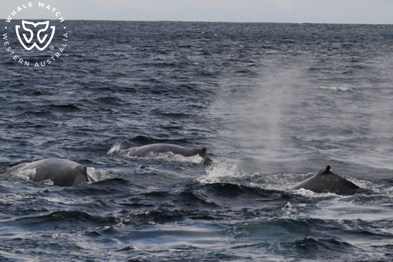 Whale Watch Western Australia