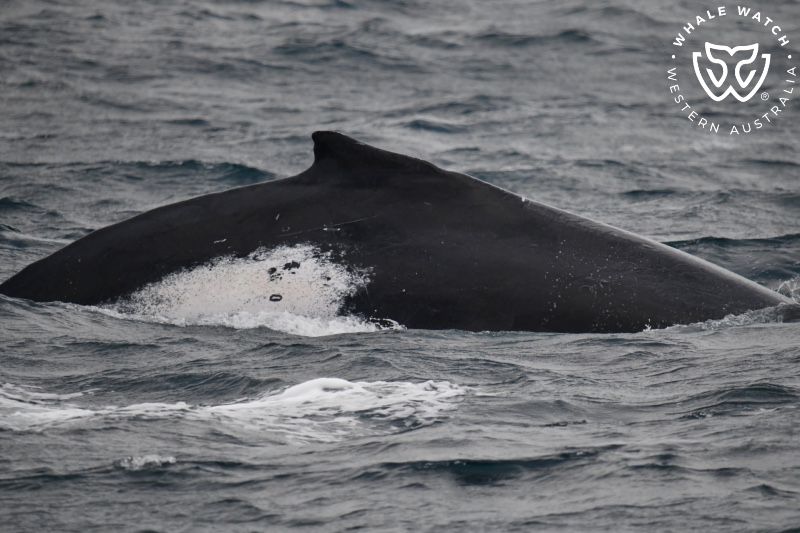Whale Watch Western Australia