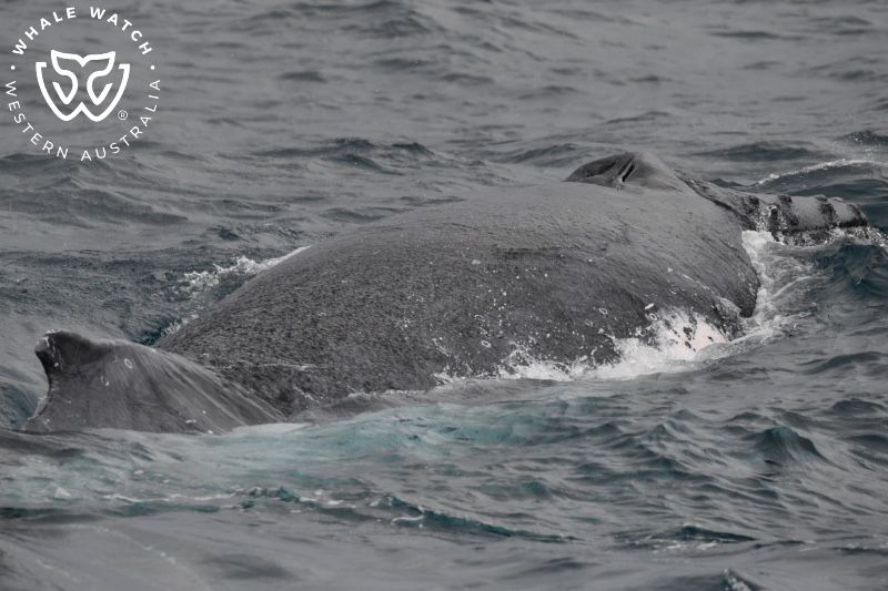 Whale Watch Western Australia
