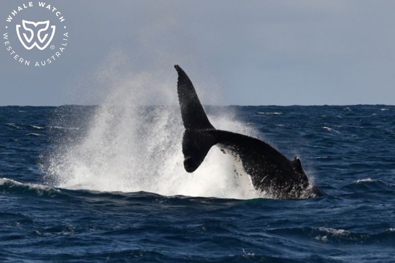 Whale Watch Western Australia
