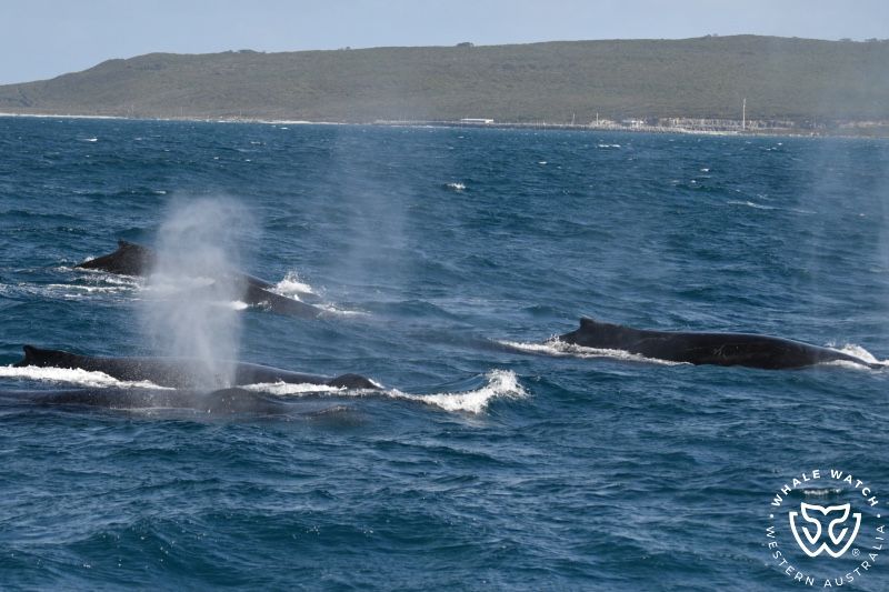 Whale Watch Western Australia