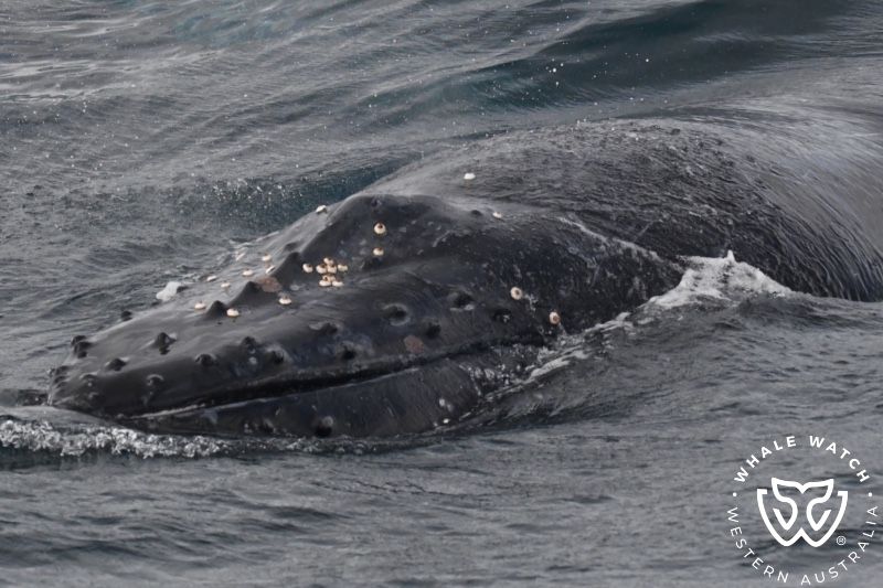 Whale Watch Western Australia