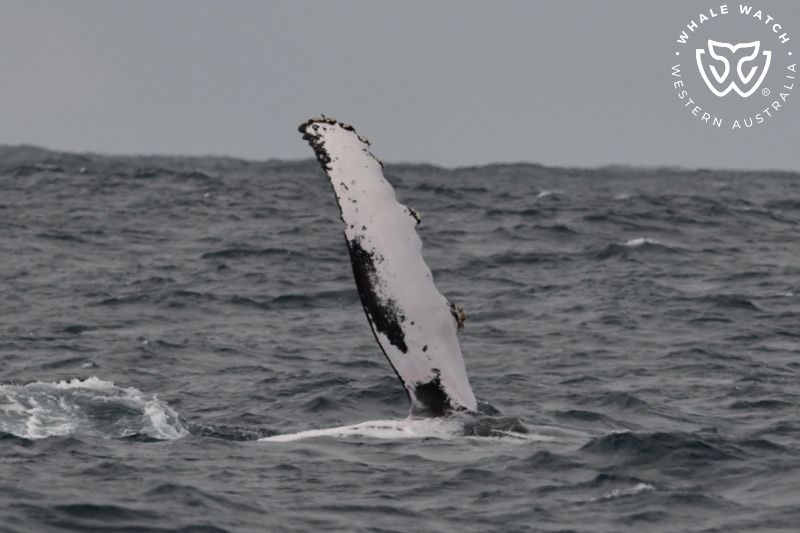 Whale Watch Western Australia