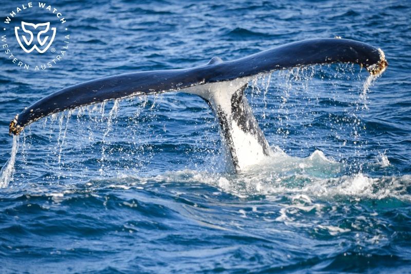 Whale Watch Western Australia