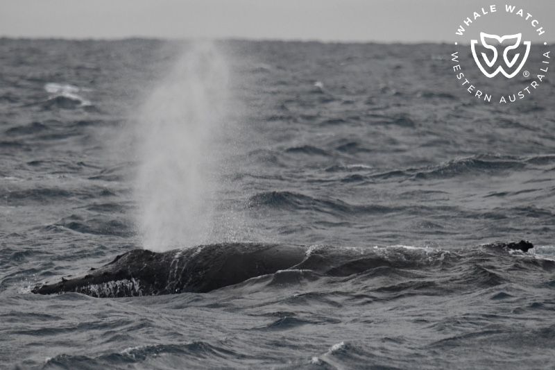 Whale Watch Western Australia