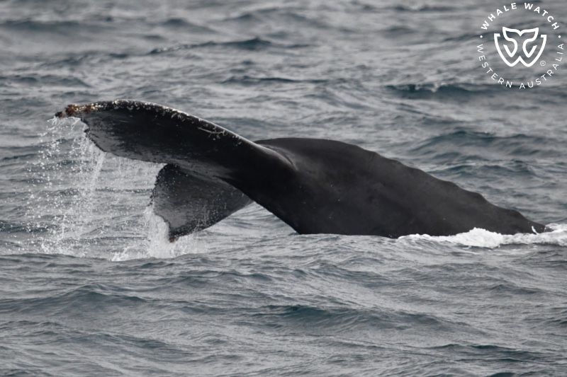 Whale Watch Western Australia