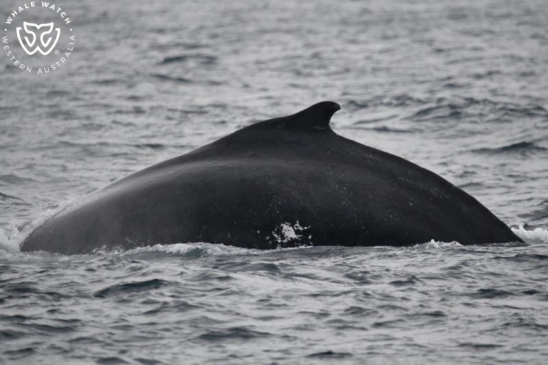 Whale Watch Western Australia