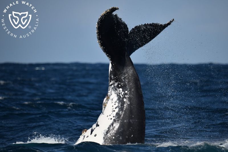 Whale Watch Western Australia