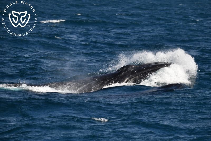 Whale Watch Western Australia