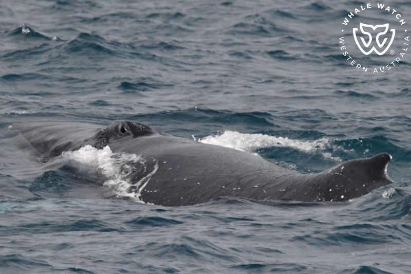Whale Watch Western Australia