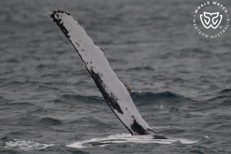 Whale Watch Western Australia