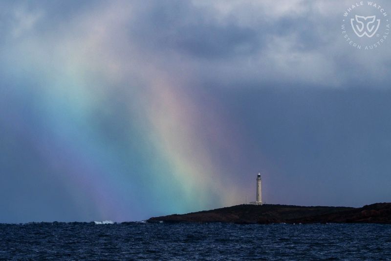 Whale Watch Western Australia