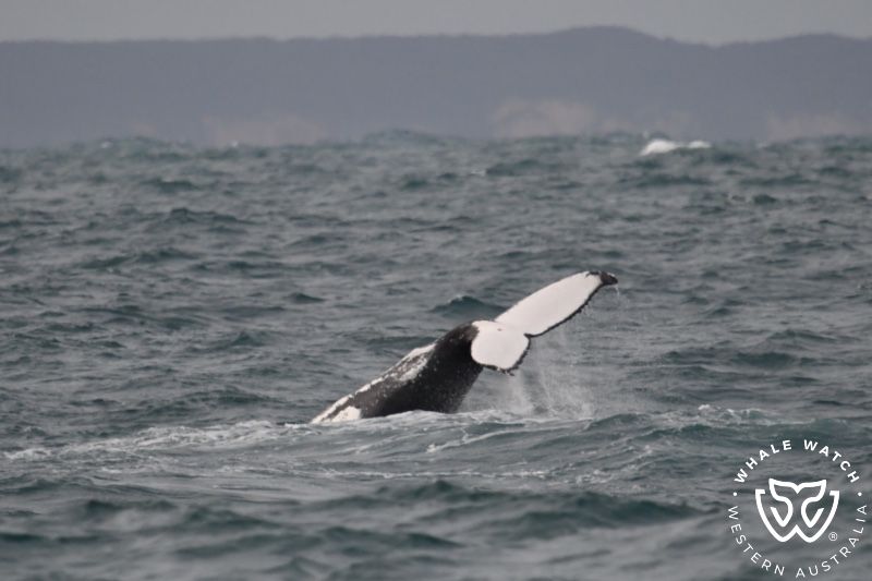 Whale Watch Western Australia