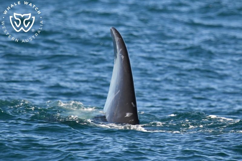 Whale Watch Western Australia