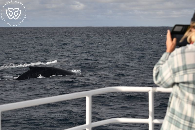Whale Watch Western Australia