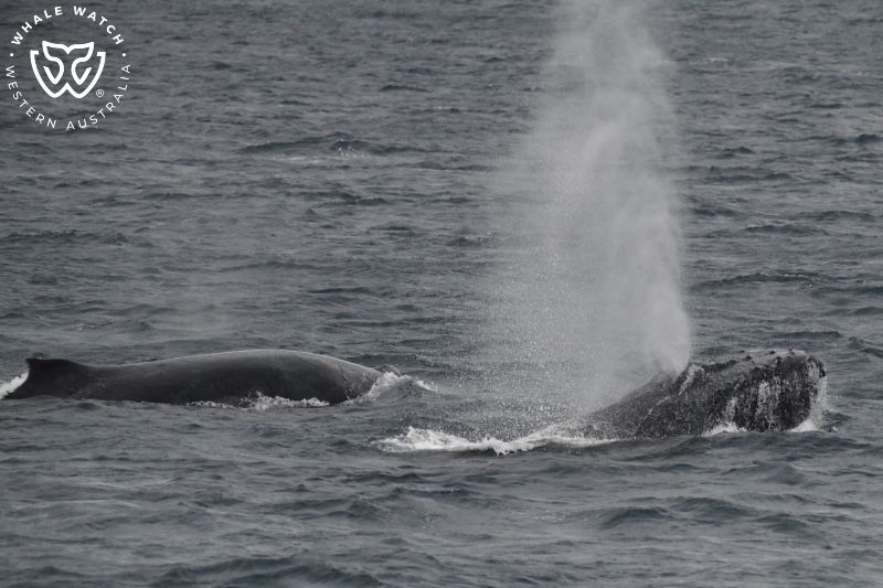 Whale Watch Western Australia